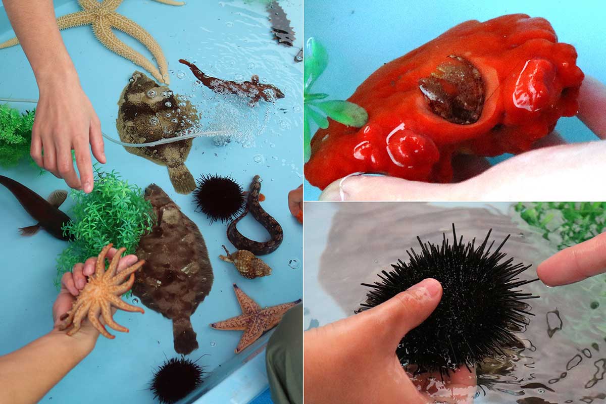 カイメンを住みかにしたヤドカリ（右上）やキタムラサキウニ（右下）も登場。さまざまな海の生き物に触れられるタッチプール