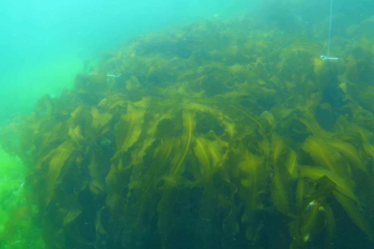 釜石海域の様子。日本製鉄では一部で海藻の再生を確認する