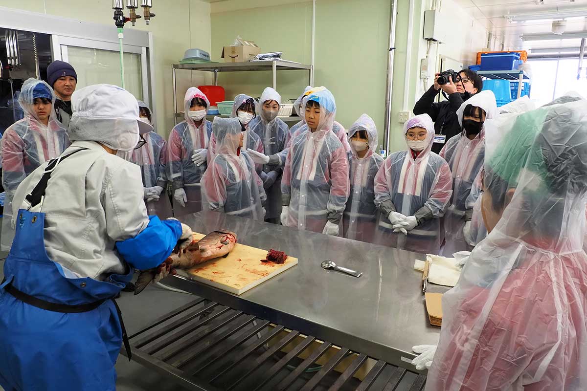 魚をさばく講師の手元を見つめる子どもたち