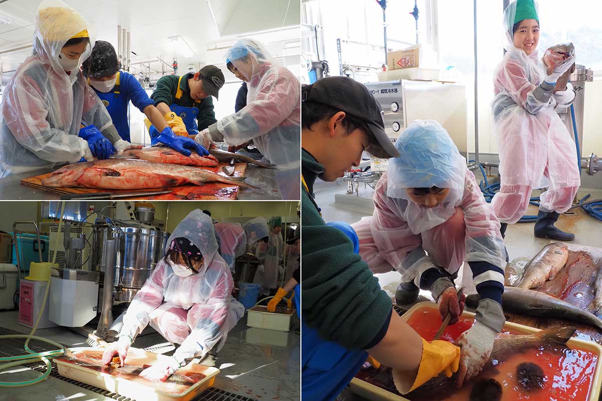 児童はそれぞれ魚をさばき、水で洗う作業に取り組んだ