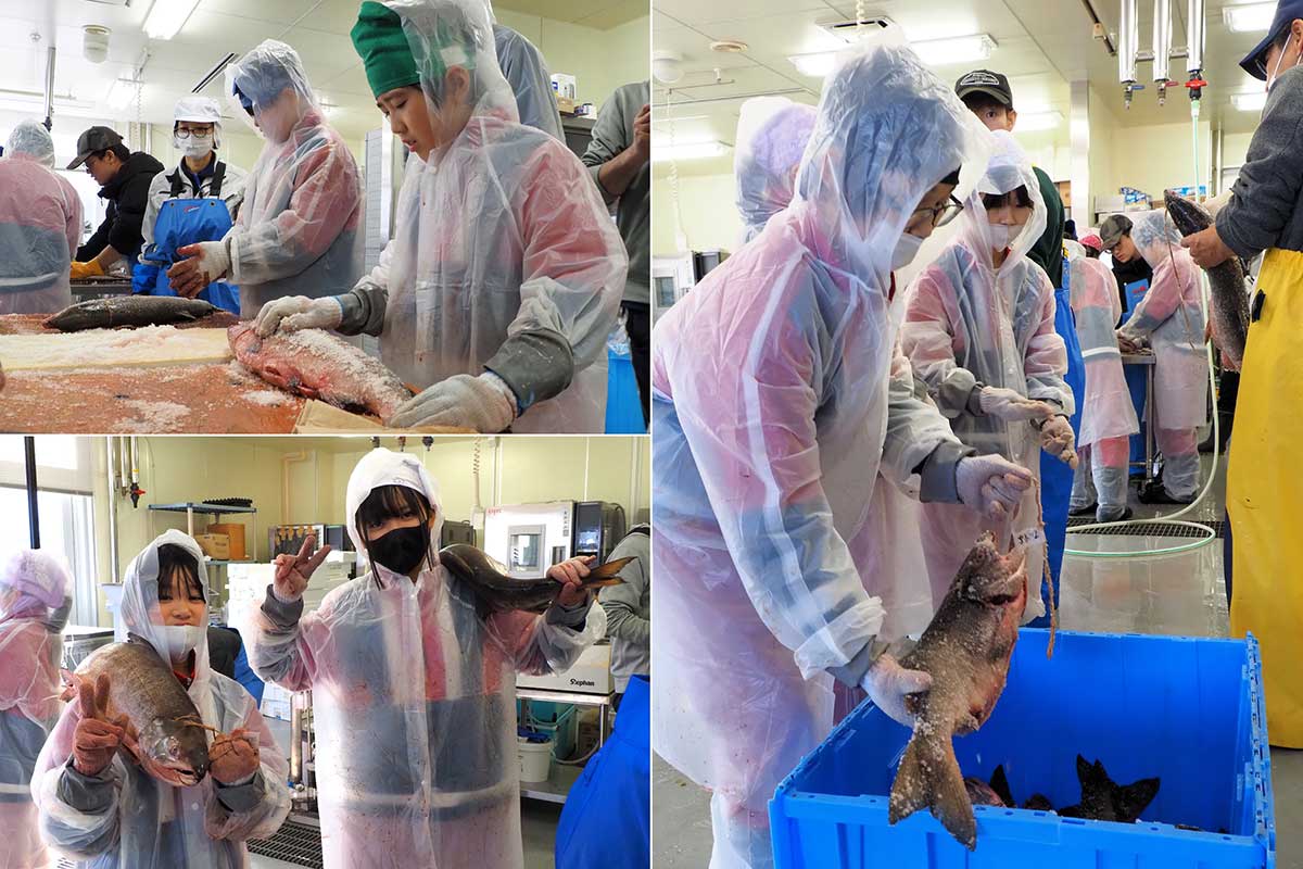 サケに塩をたっぷり擦り込む児童。作業を終え「イエーイ」