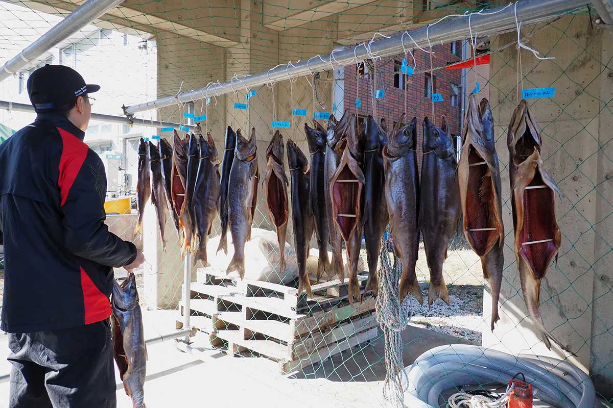 塩抜きや天日干しは学生が担当。釜石小児童が作ったサケも仲間入り