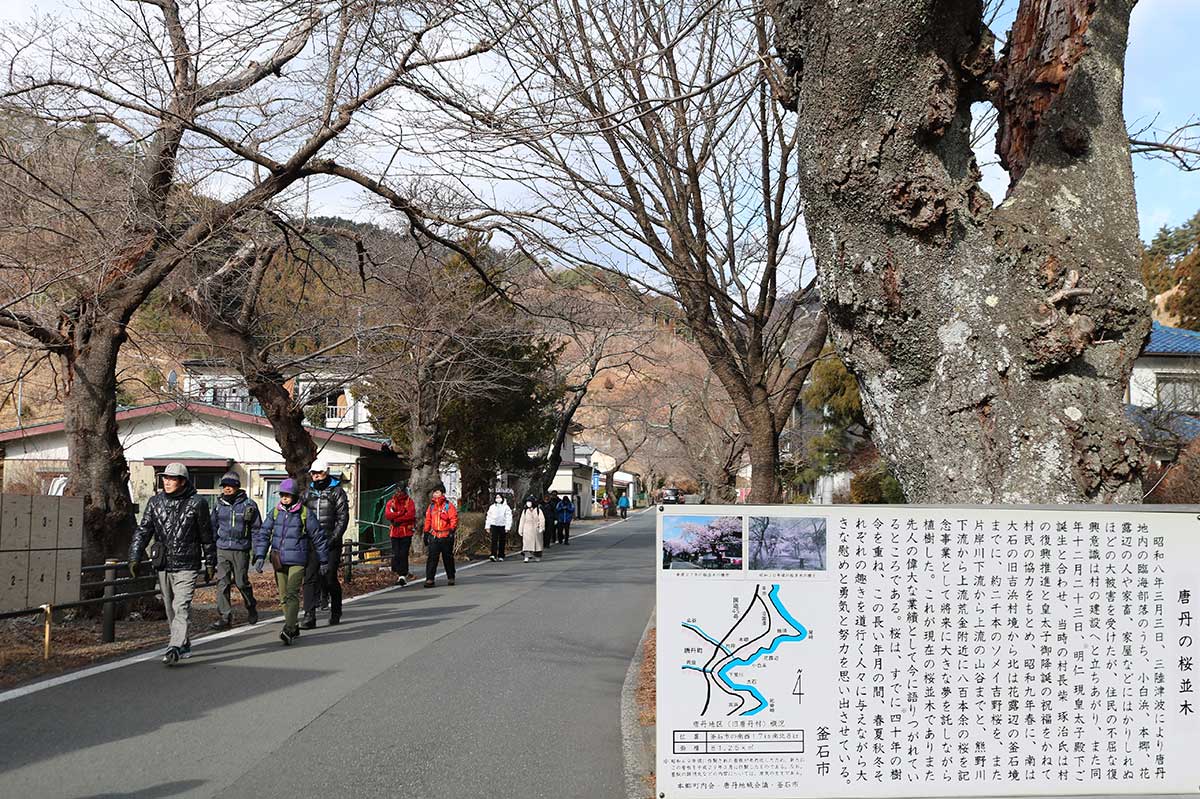 天照御祖神社式年大祭“大名行列”のルートにもなっている本郷の桜並木。古木ながら春には美しい花風景を見せる