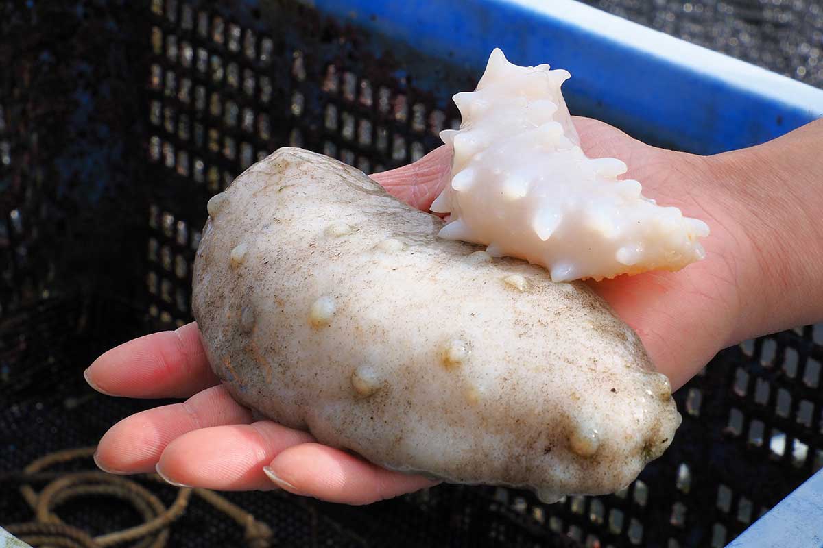 釜石市の両石湾で水揚げされた白いナマコ