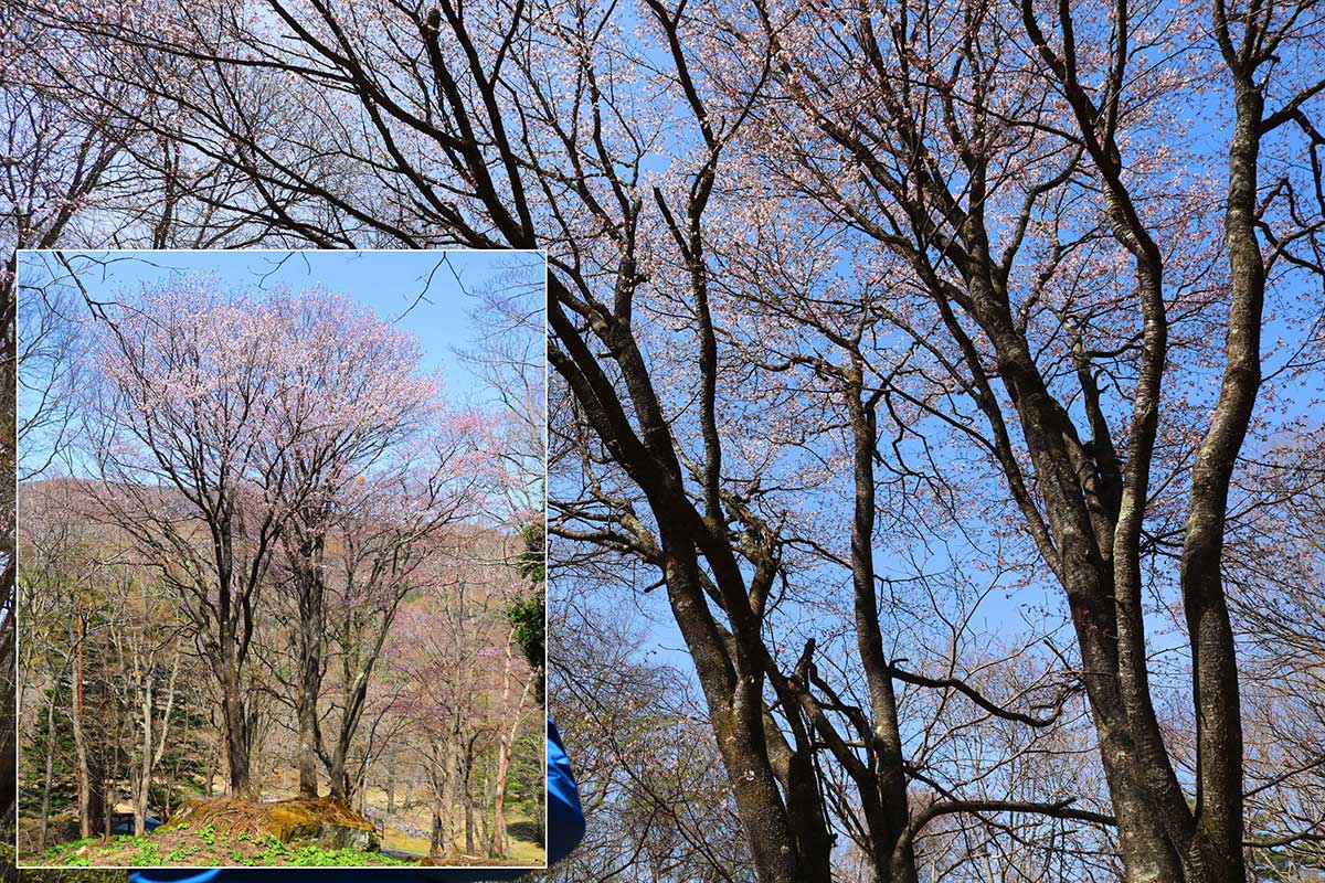 「橋野鉄鉱山」高炉場跡の山神社エリアに自生する“石割桜”＝24日午前撮影