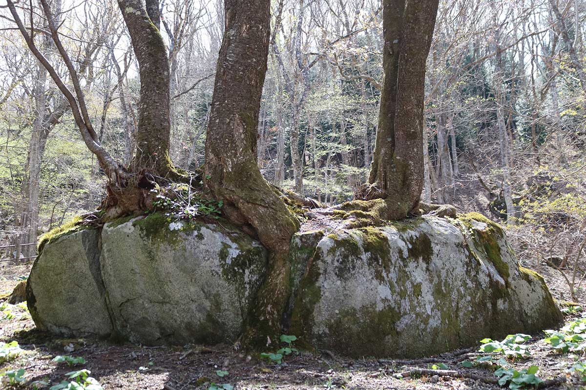 花こう岩の上に3本のヤマザクラの幹がそびえる。岩の割れ目に桜の種が入り成長？