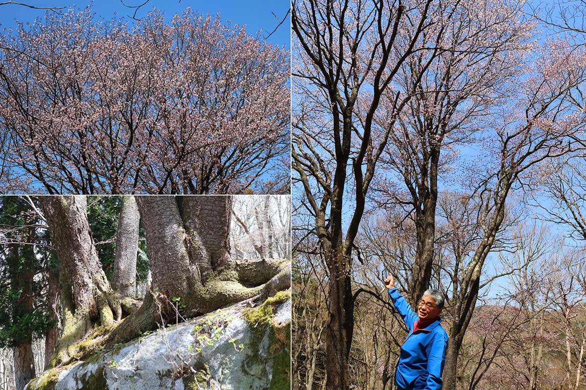 岩の上部は傾斜があるが、各方向にしっかりと根を伸ばす。晴れの日には青空にピンク色の花が映える