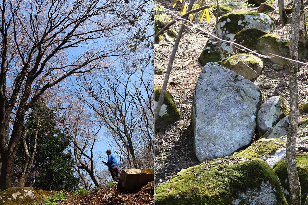 石割桜からさらに斜面を上ると、昨年発見された「開山碑」を見ることができる（写真右）。コケを取り除いた垂直面の岩が開山碑。見学は柵の中から