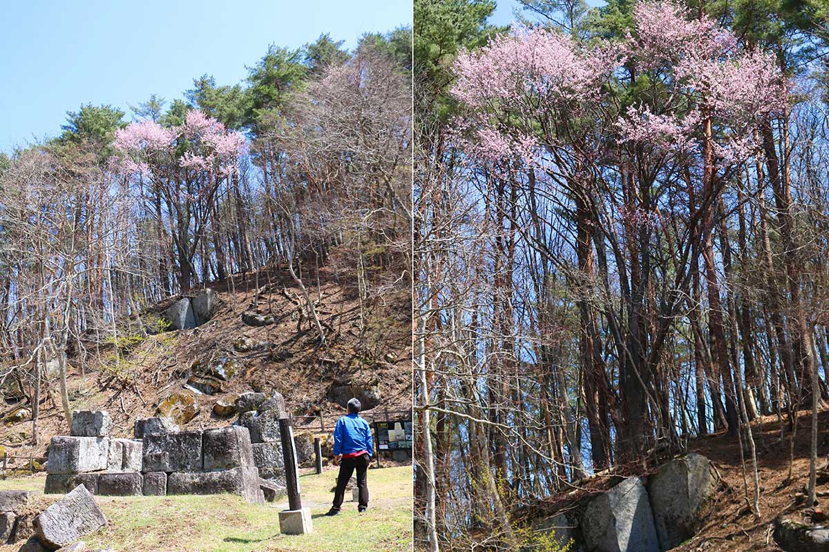 二番高炉の東側、国有林地に見られる石割桜。岩には切り出そうとしたとみられるタガネの跡が残る。今年は特にも花色がきれい