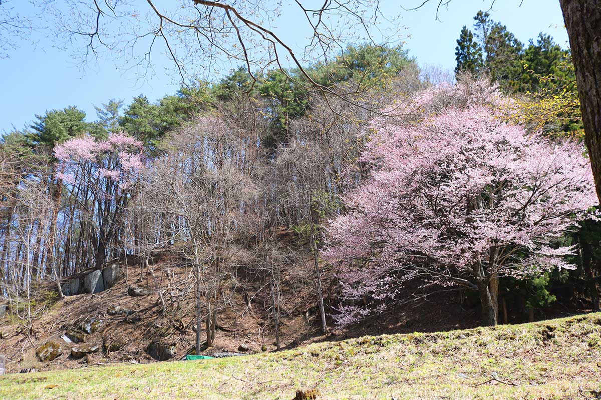 一番高炉と二番高炉の間にある一本桜（写真右）とも花の競演！