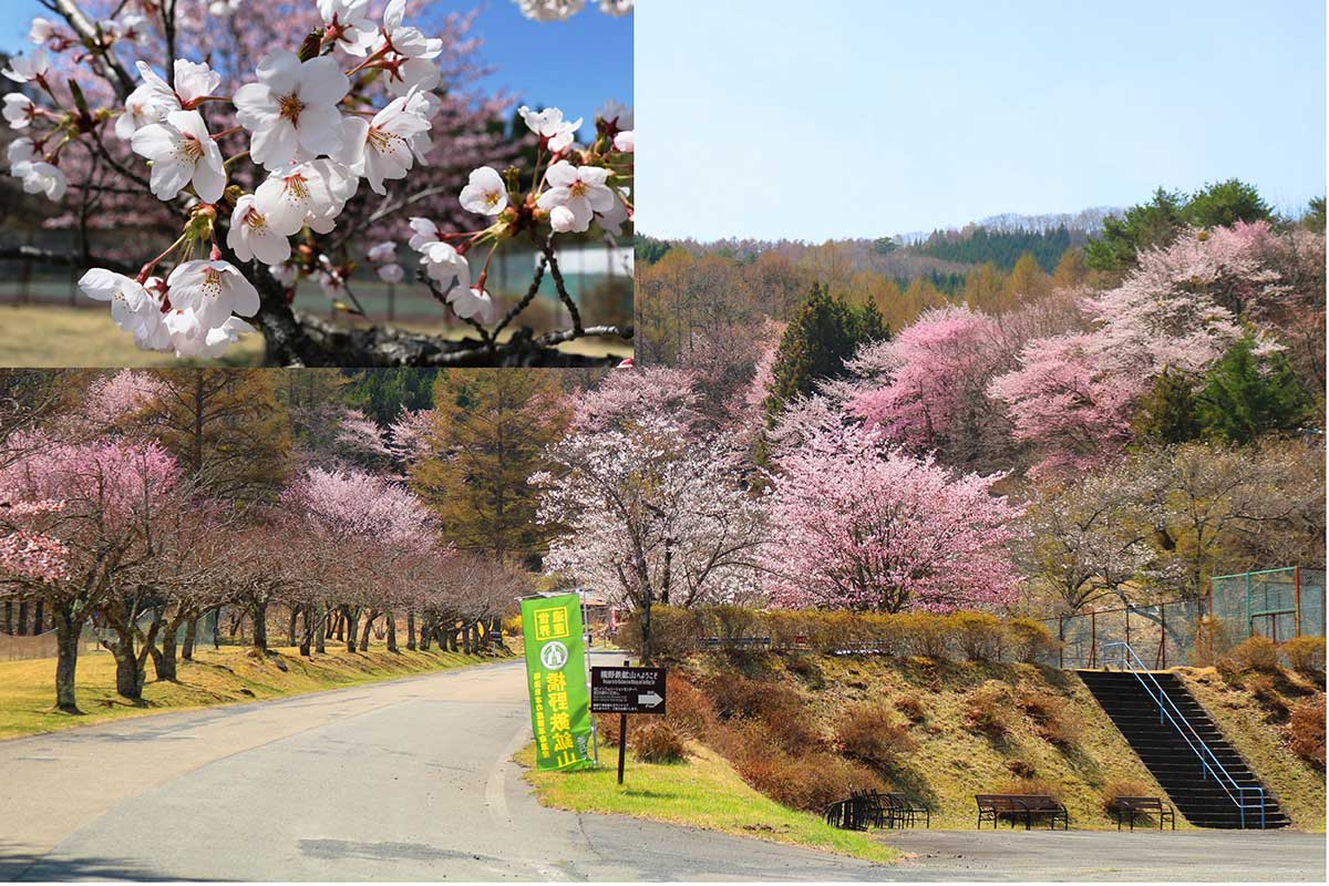 インフォメーションセンター駐車場から高炉場跡に向かう道路沿いは濃淡の花色が重なり、さらに美しい光景を生み出している