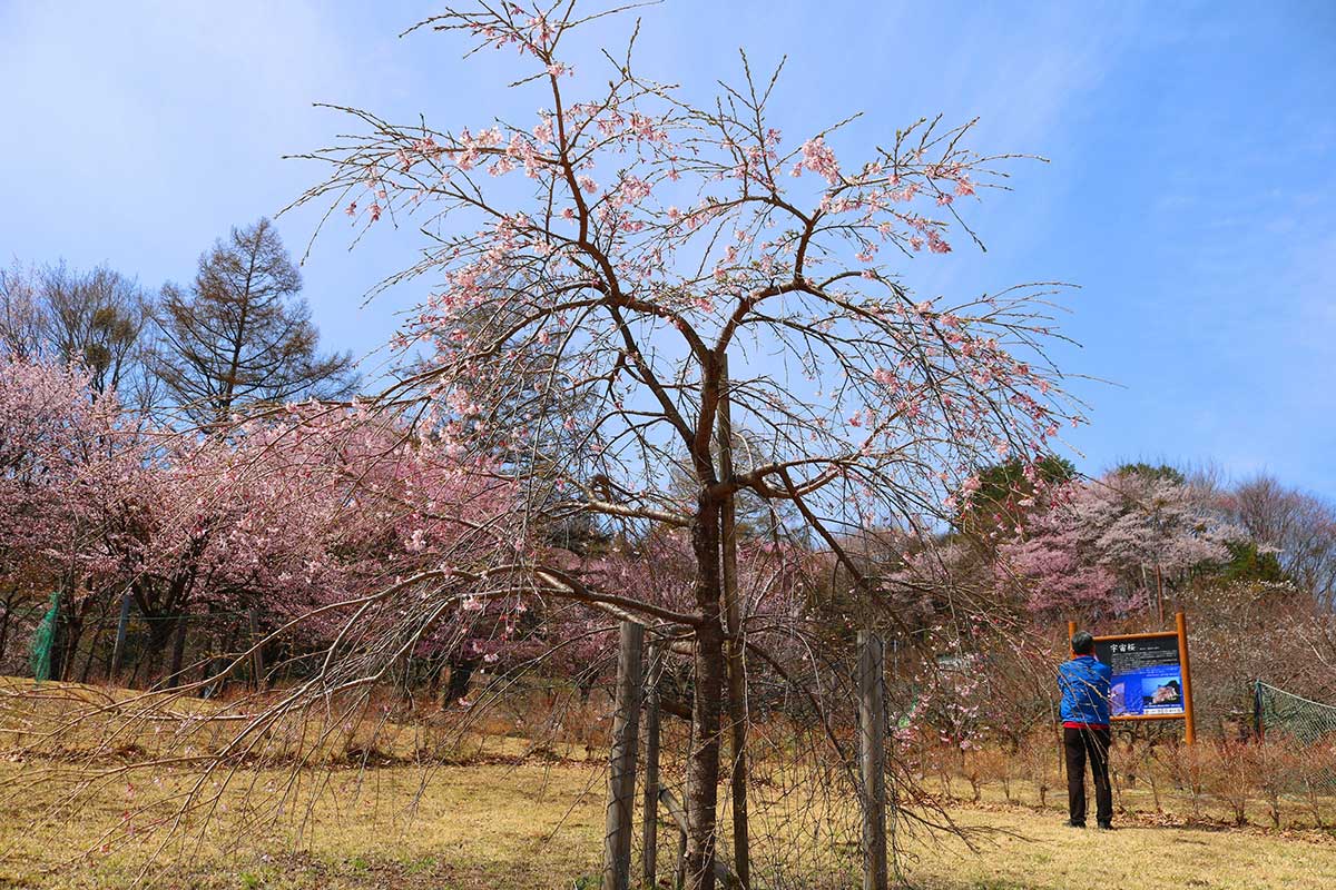 2018年に植樹された“宇宙桜”（三春滝桜の子孫木）も開花。将来、大きく成長した枝垂れ桜になるのが楽しみ