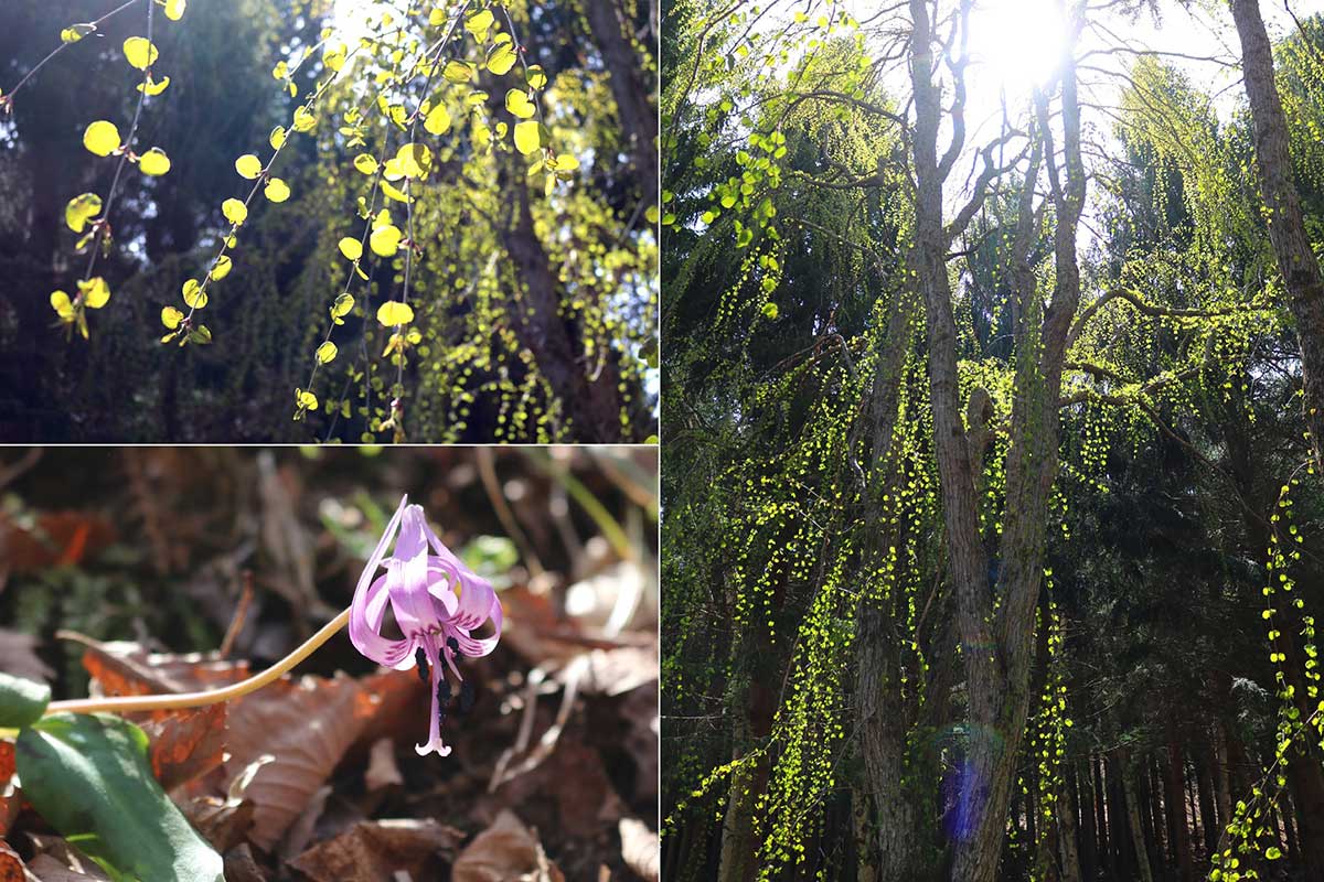 高炉場跡のおまけの春景色。ハート形の葉が風に揺れるカツラの木（写真左上、右）。地面にはカタクリの花（写真左下）も…
