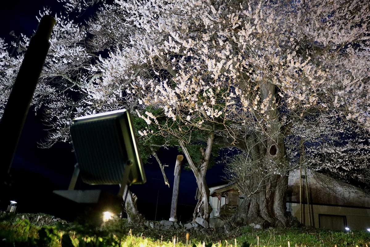 さまざまな角度からの照明で樹形を浮かび上がらせる
