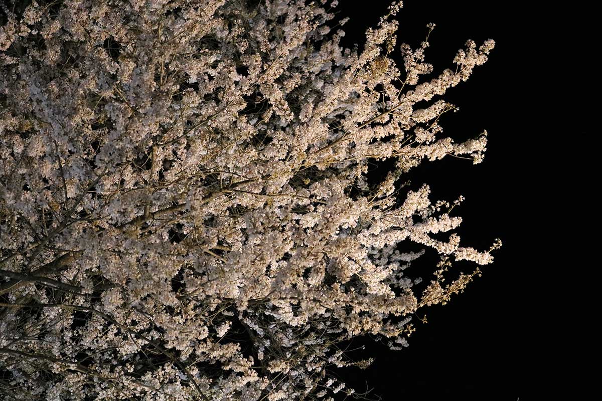 枝いっぱいに薄桃色の花をつけ、美しい光景をみせる