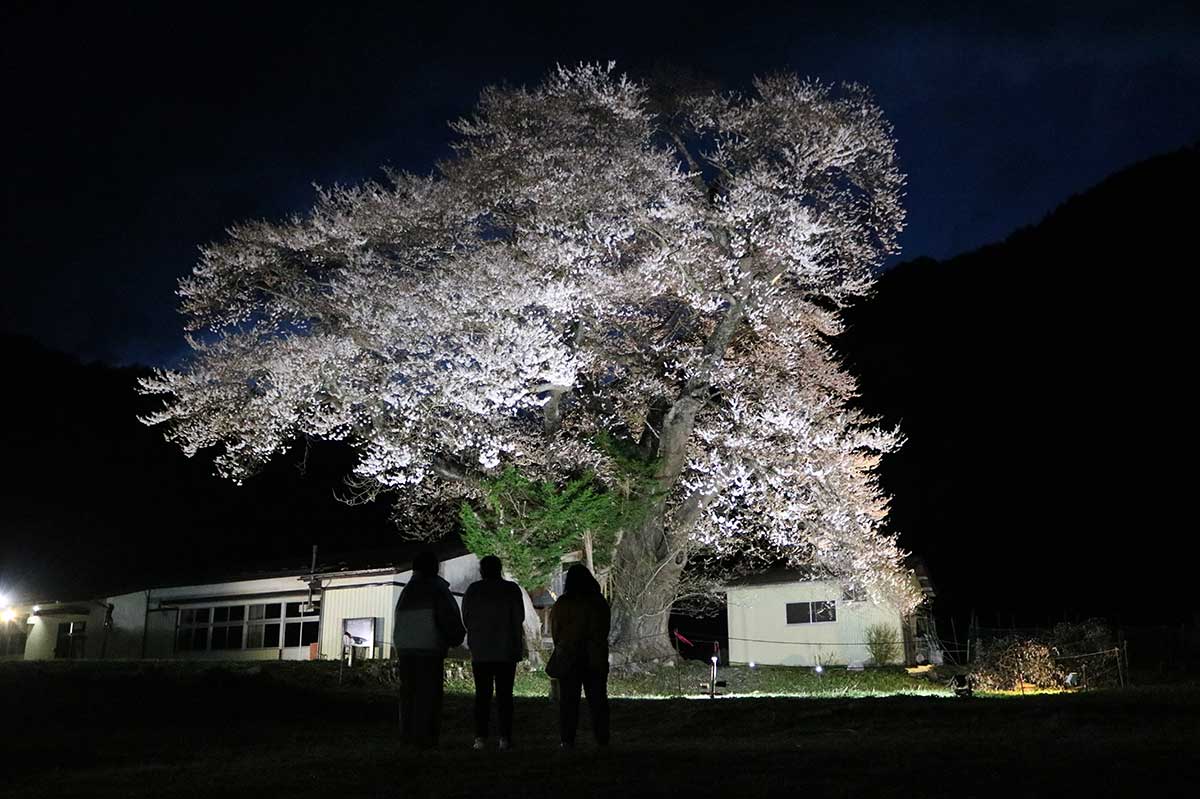 開花後、最初の週末となった11日はあいにくの強風となったが、楽しみにしていた見物客がマイカーなどで訪れた