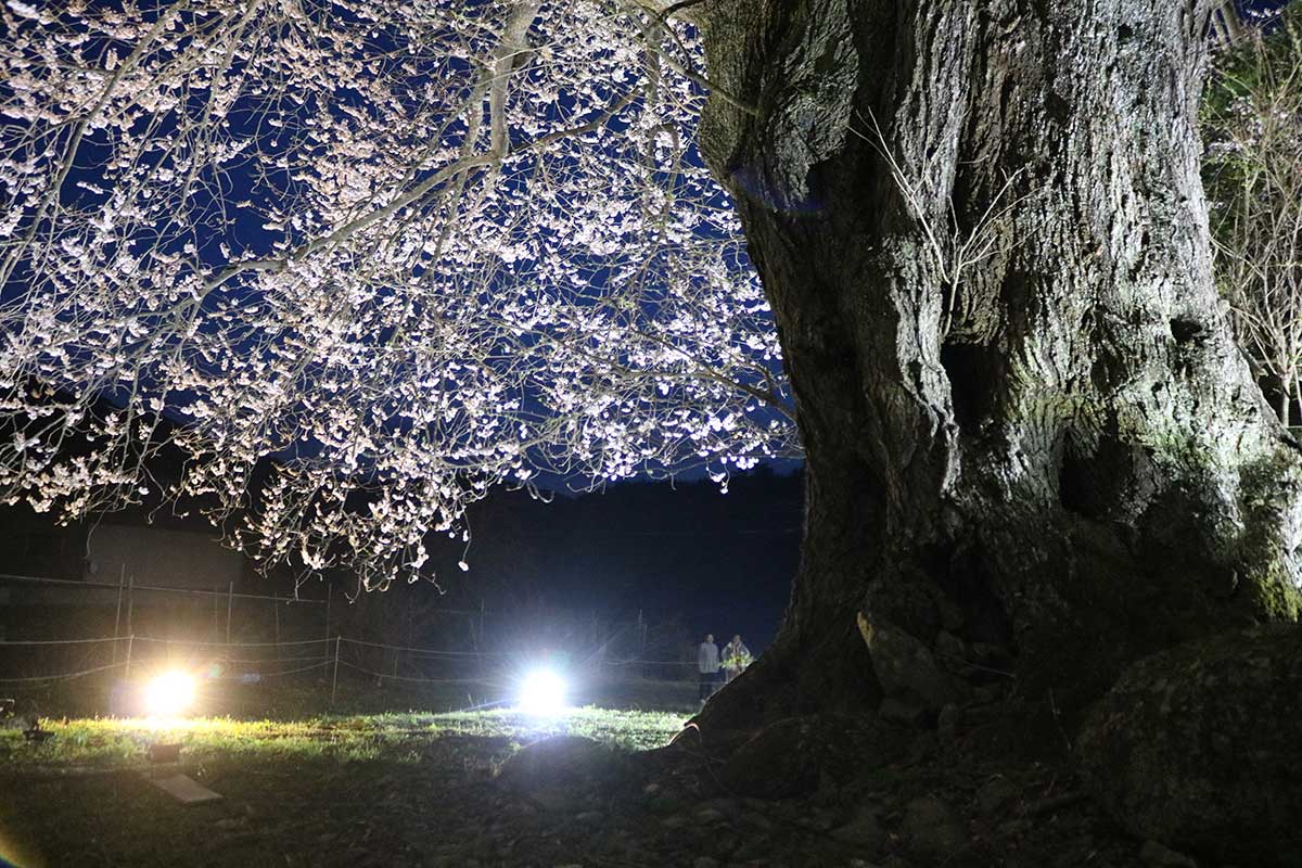 2色の照明で幻想的な姿を生み出す。幹の太さが長い年月を積み重ねてきたことを物語る