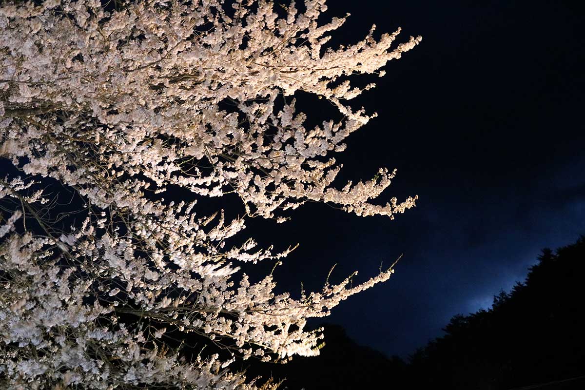 真っ暗になる前は背後の空色ともコラボ。暗くなってからは、晴れていれば星や月との競演も