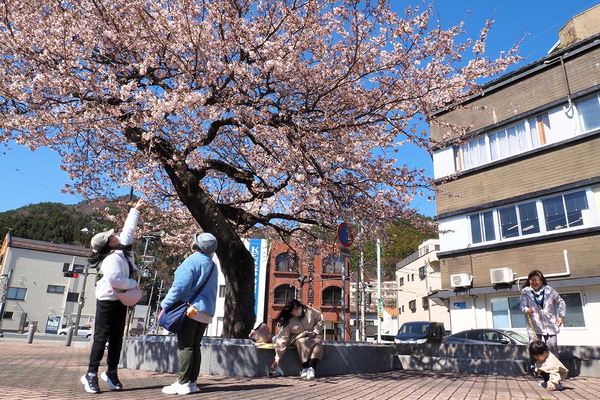 大渡橋のたもとで一本桜の花見を楽しむ親子ら＝8日