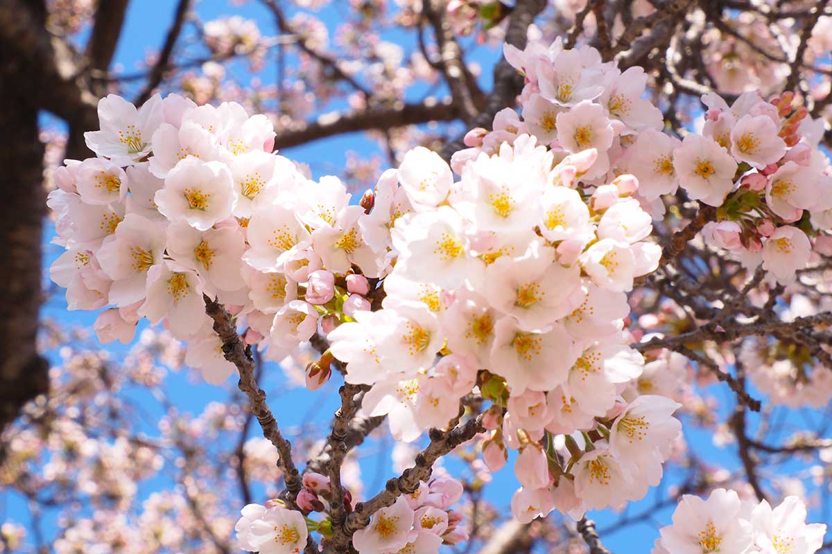 見ごろを迎えた釜石市内のソメイヨシノ