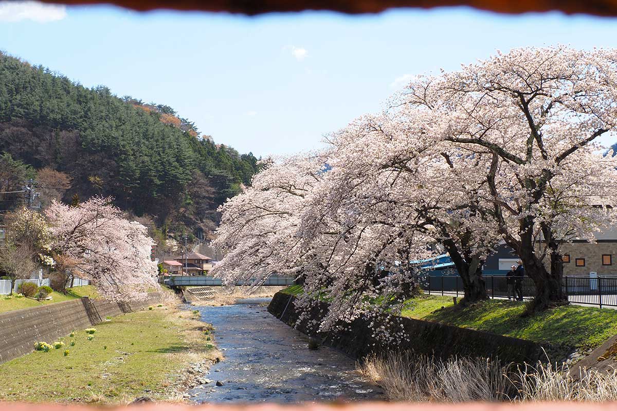 小川川に架かる歩行者専用のつり橋から眺めた桜＝12日