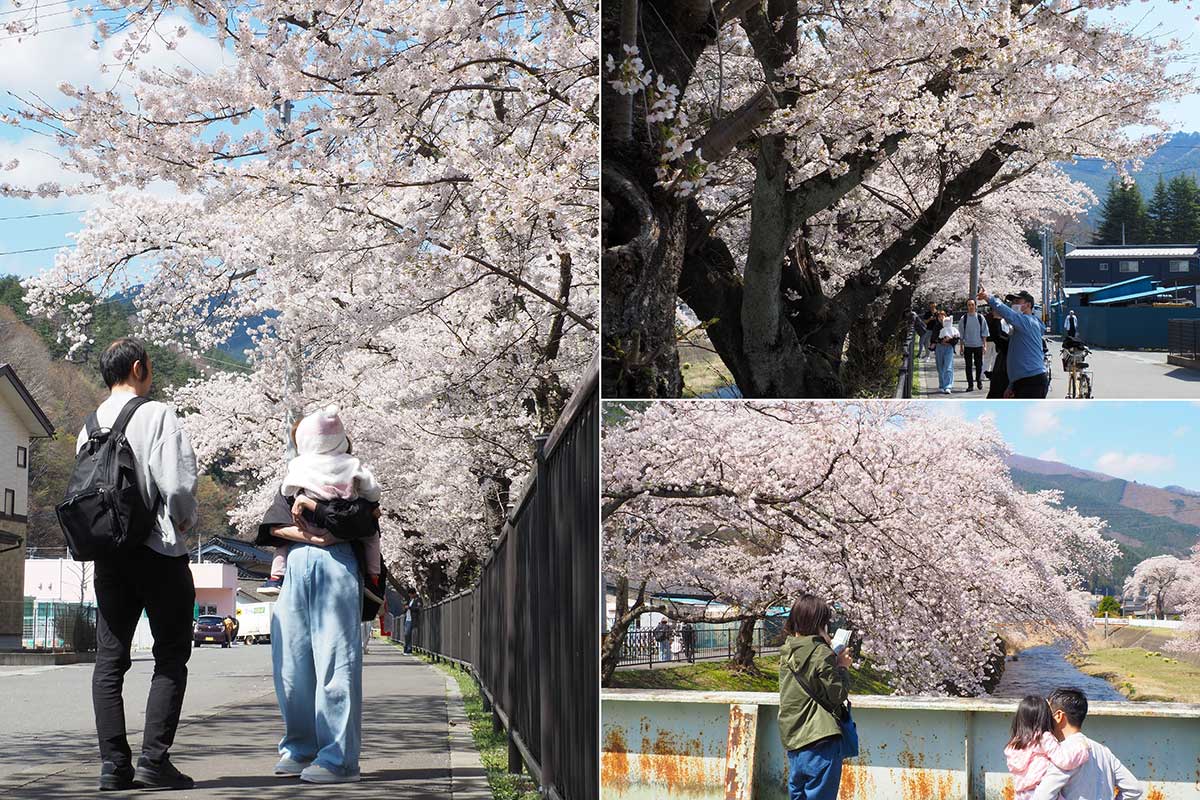 咲き誇る桜並木を散策する人たち。川側に張り出す枝ぶりも魅力