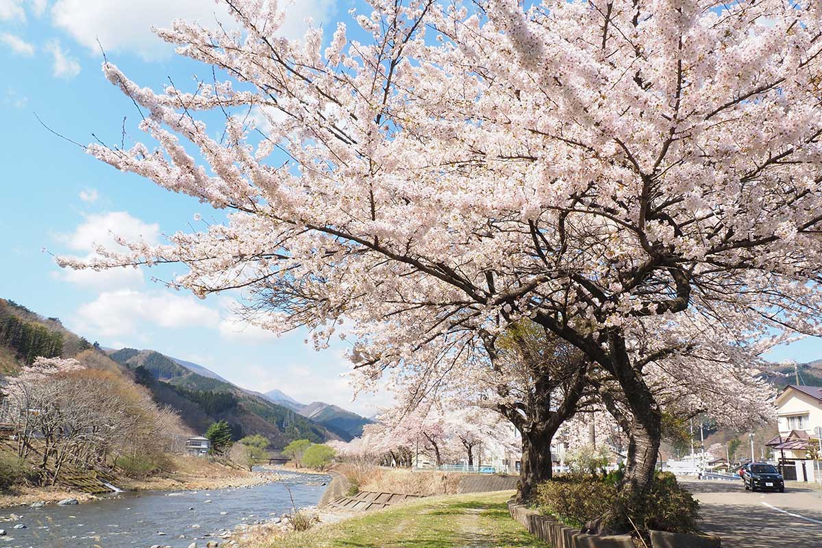 甲子町松倉の川沿いに続く並木道は桜の名所の一つ