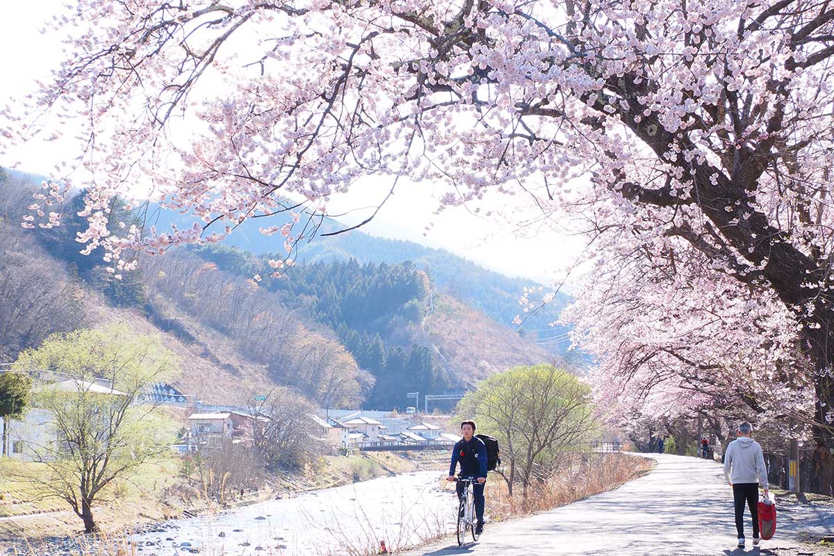 桜並木のアーチは散策、サイクリングに絶好のコース