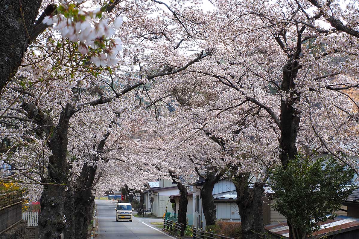 桜のトンネルが出来上がり！唐丹町本郷の並木道