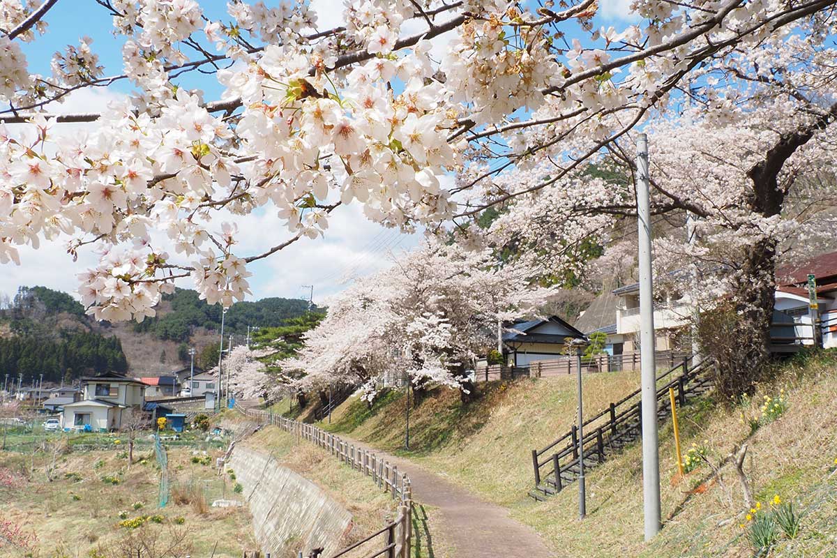 春の本郷地区は風情漂う景色をより楽しめる