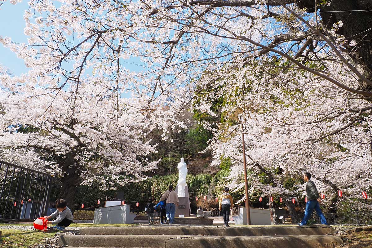 大町の薬師公園頂上広場のソメイヨシノ