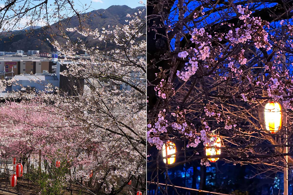 昼も夜もめでる！ちょうちんが揺れる薬師公園桜まつり