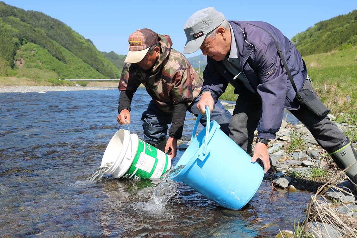 鵜住居川漁協の組合員が放流にあたった＝鵜住居町田郷
