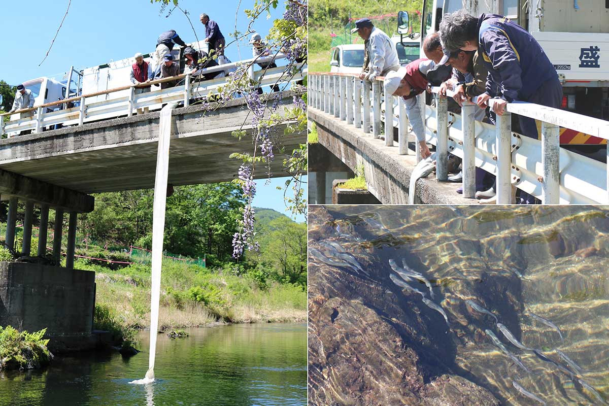 橋の上ではトラックの水槽からホースを垂らして放流＝栗林町上栗林