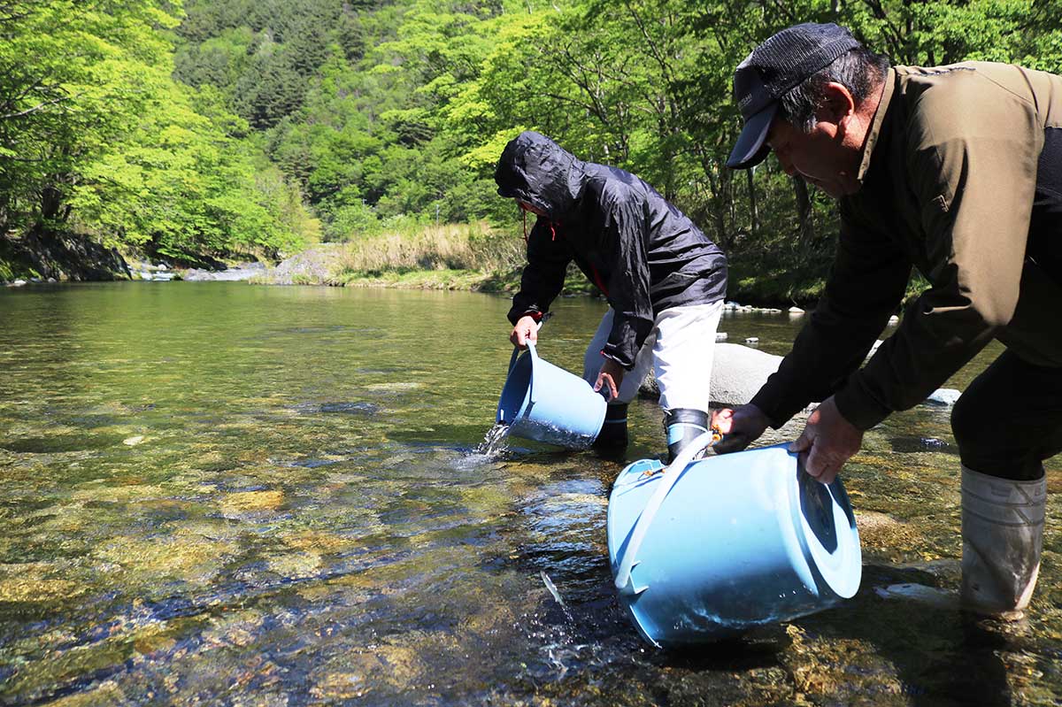 放流日は晴れて気温も上がり絶好のコンディション。新緑がまぶしい鵜住居川