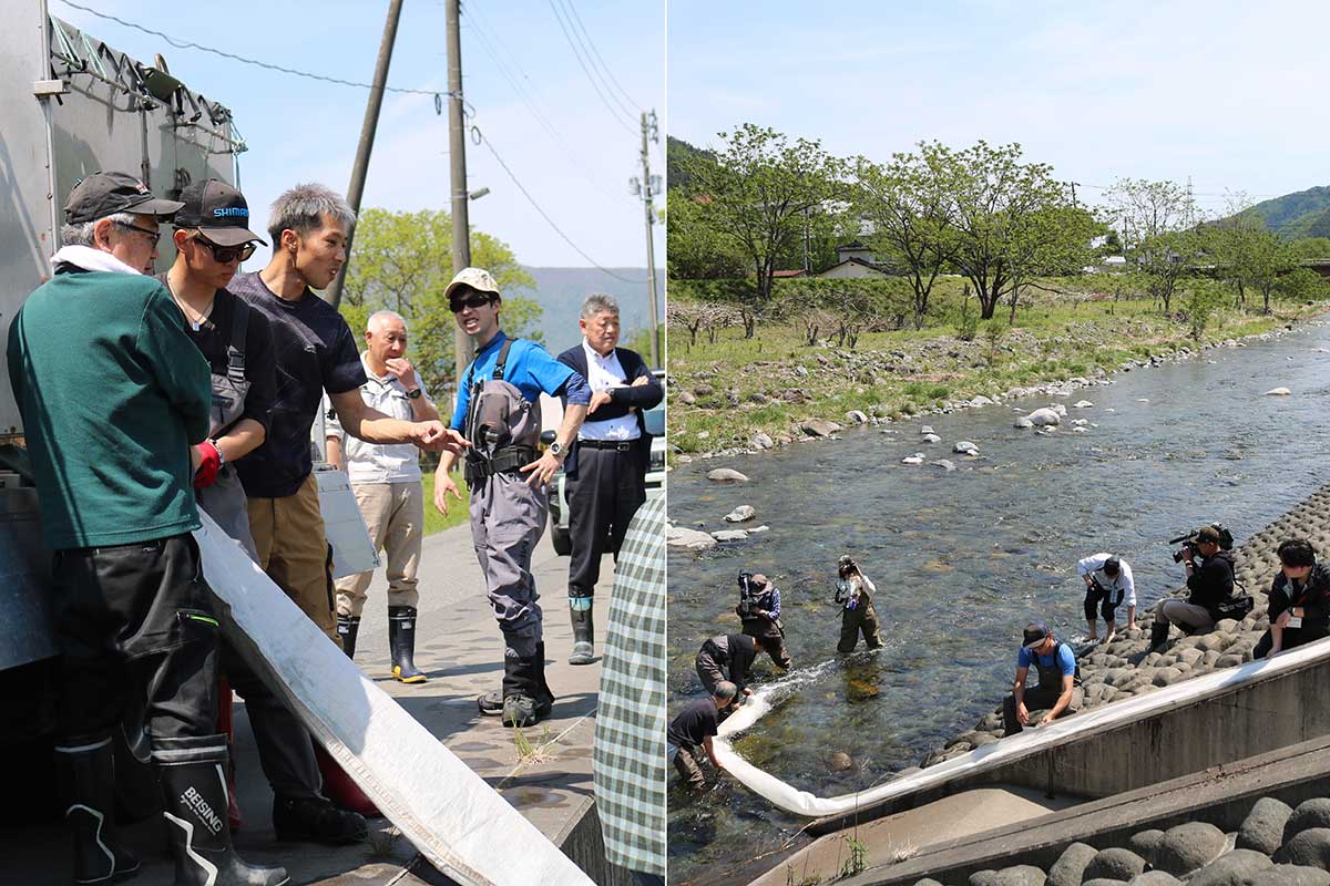 松倉橋上流での稚魚放流。この日も近年では最高の“放流日和”