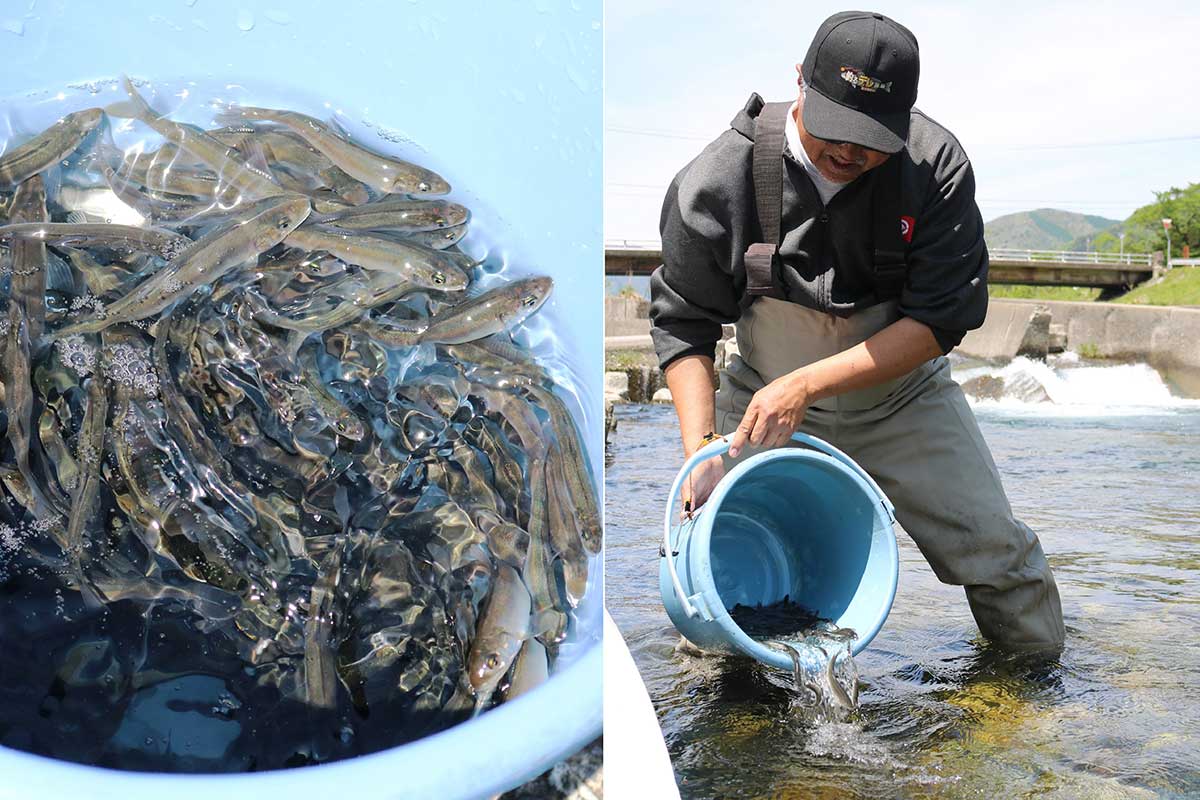 放流稚魚は1尾平均9グラム。体長15センチぐらいになると縄張りを作る