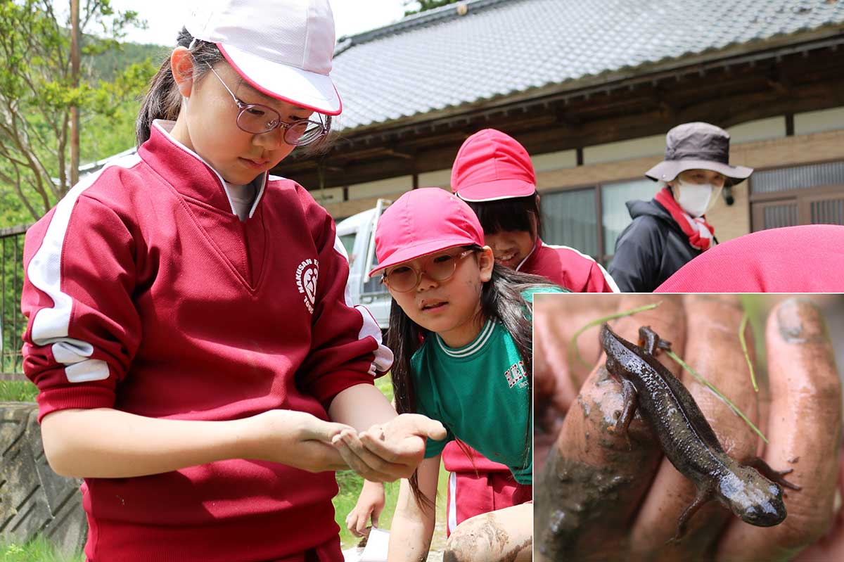 田んぼで見つけたアカハライモリ（写真右下）を観察。田植えでは水辺の生き物との出会いも