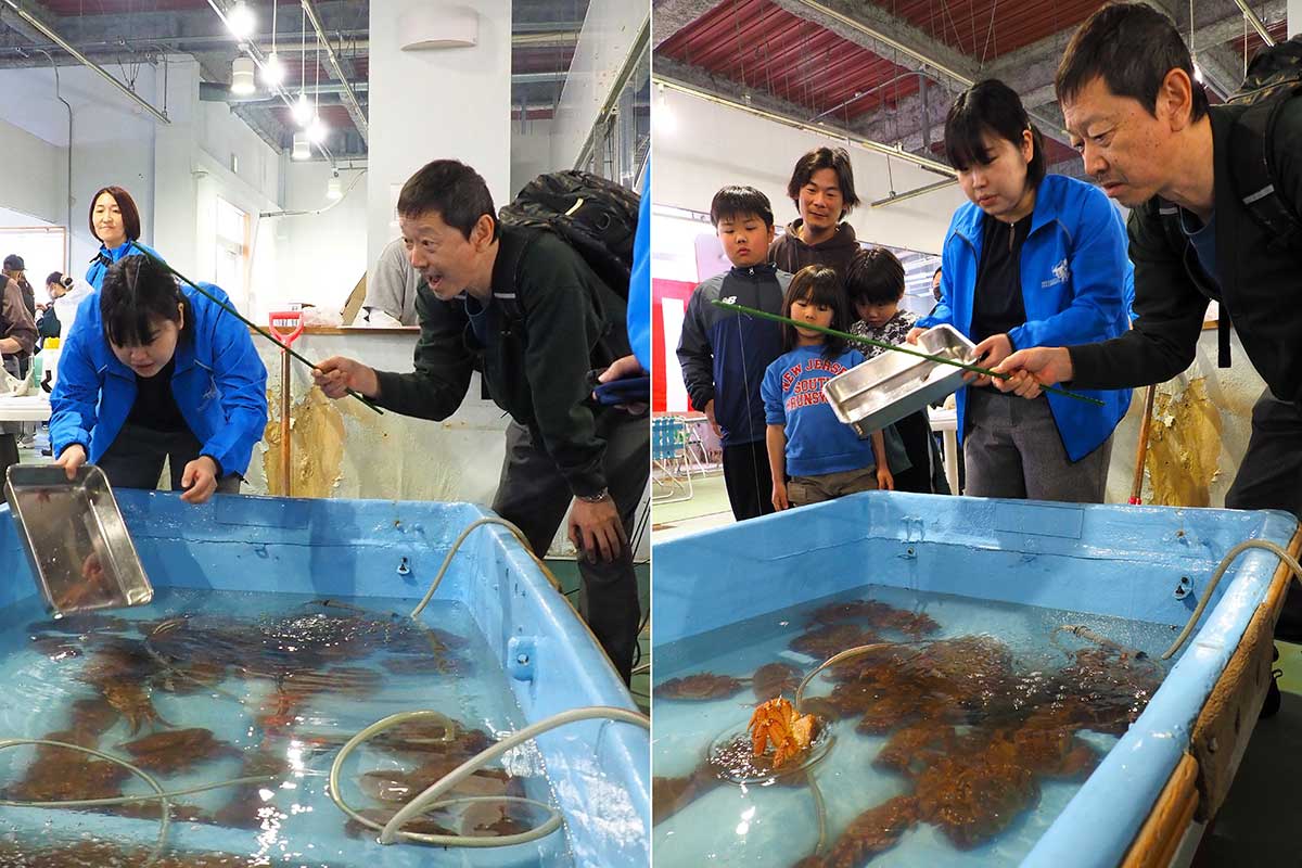 なかなか釣り上げられず苦戦するも最後はカニをゲット