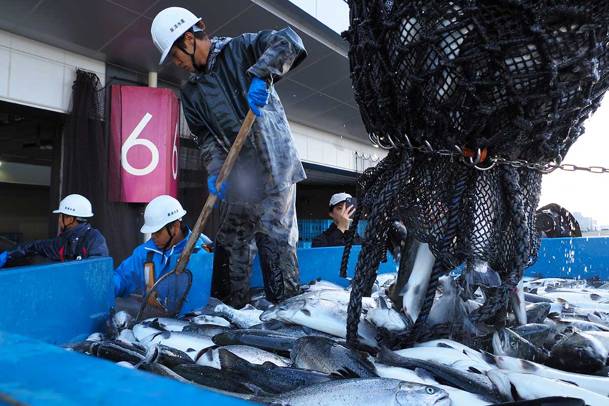 釜石湾で養殖されたサクラマスを水揚げする泉澤水産の社員