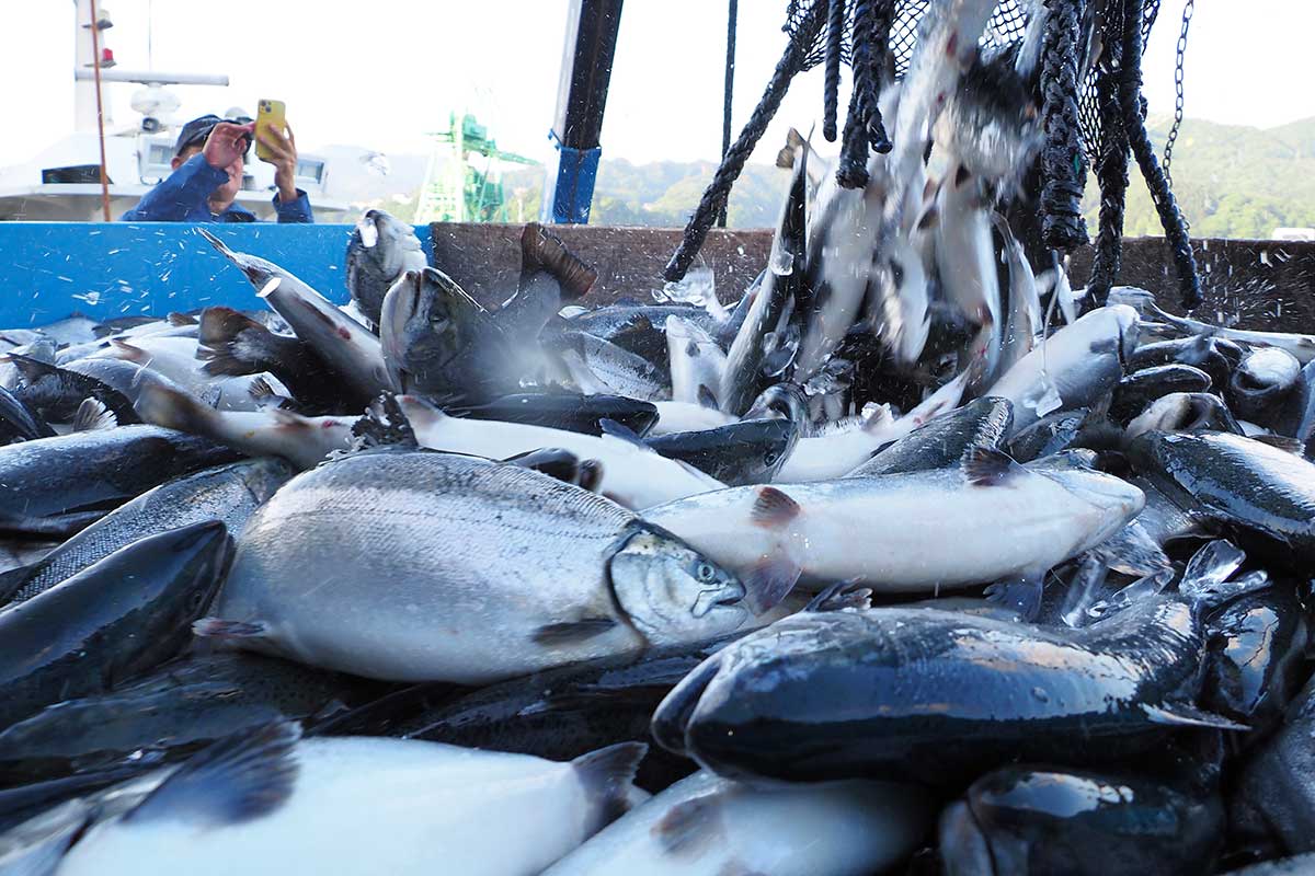 市場を活気づけた釜石湾産の「はまゆりサクラマス」