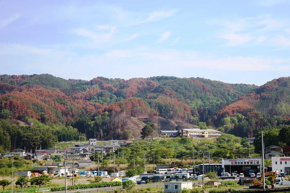 火災で焼けた大槌町吉里吉里地区の山林。葉が茶色になった木々が見える