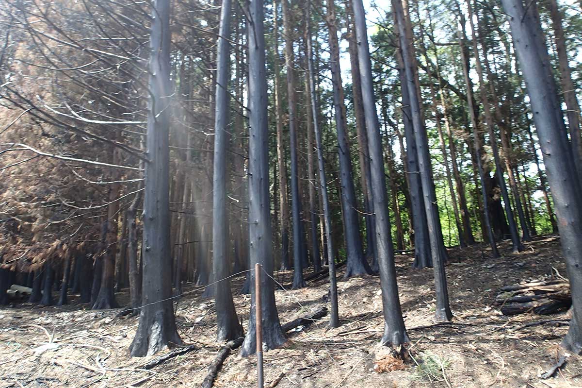 地表部から上部まで火に包まれたとみられる木々も＝小鎚地区（写真提供：釜石地方森林組合）