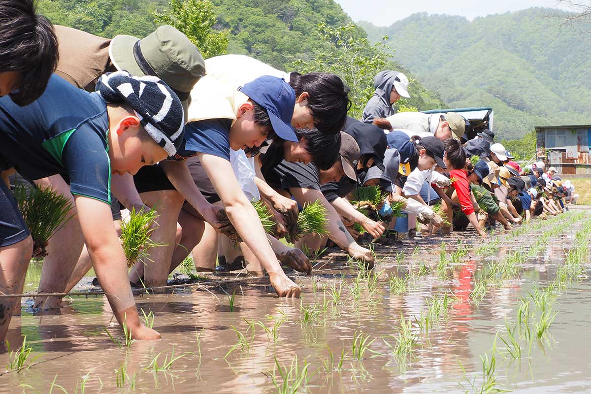 浜千鳥酒造り体験塾で田植えに取り組む参加者