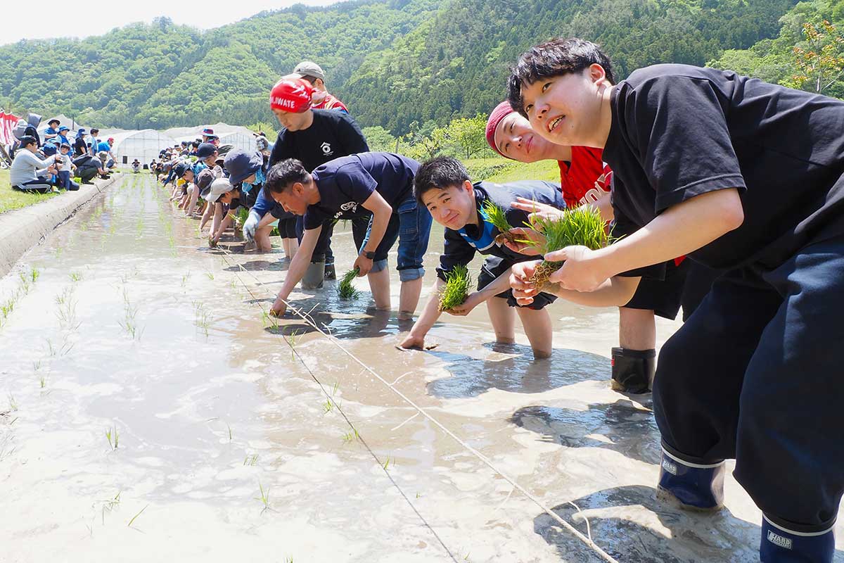参加者は横一列に並んで吟ぎんがの苗を植え付けた