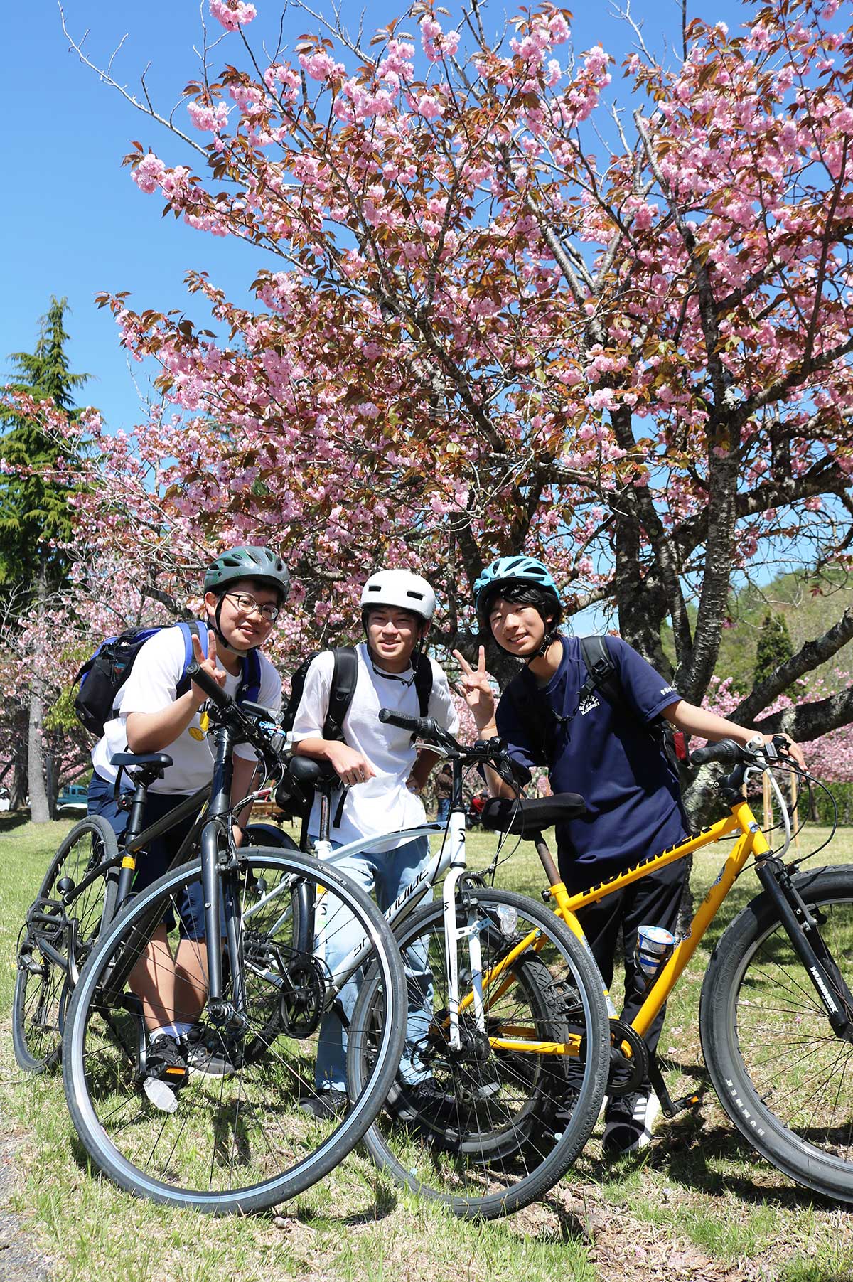 yaezakura01