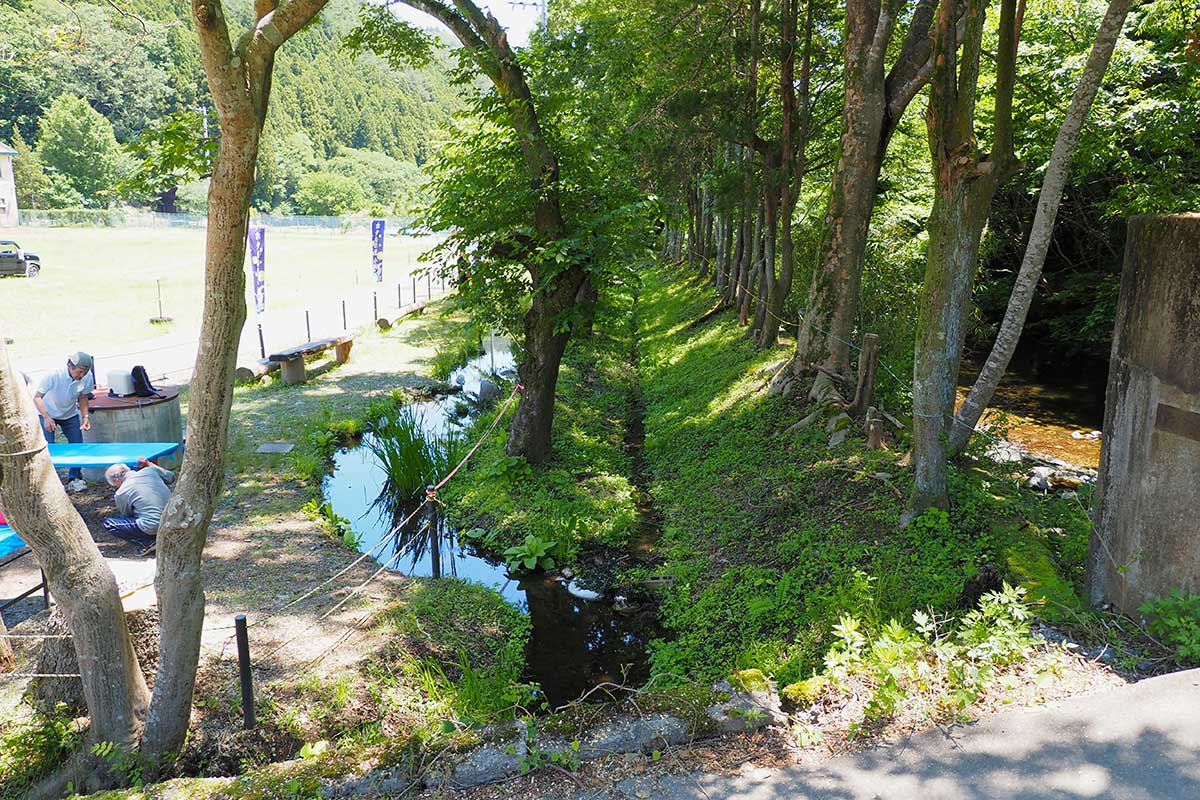 カワニナを放流した水路（左）と並行して小川川の本流（右端）がある
