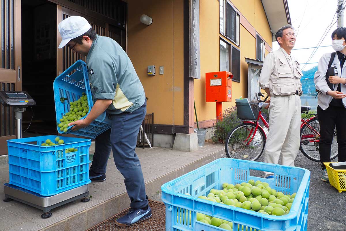 生産者が持ち込んだウメの実を計量する浜千鳥の社員ら