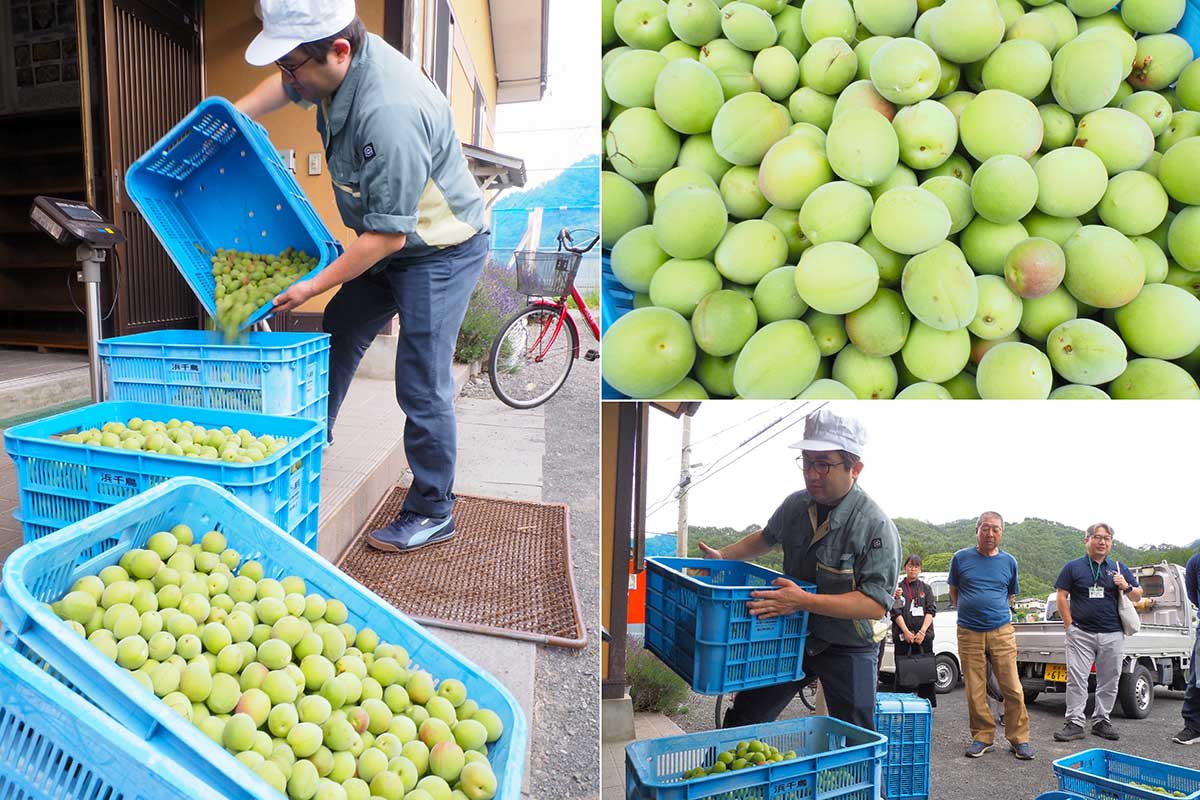 丸々、青々。梅酒用に集荷された釜石市産のウメ