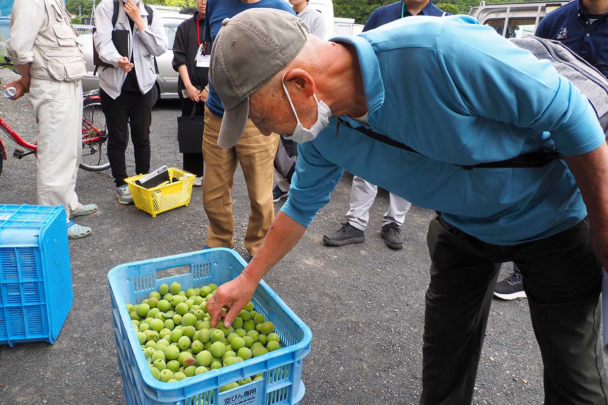 ウメの実の出来栄えを確かめる生産者「順調かな」